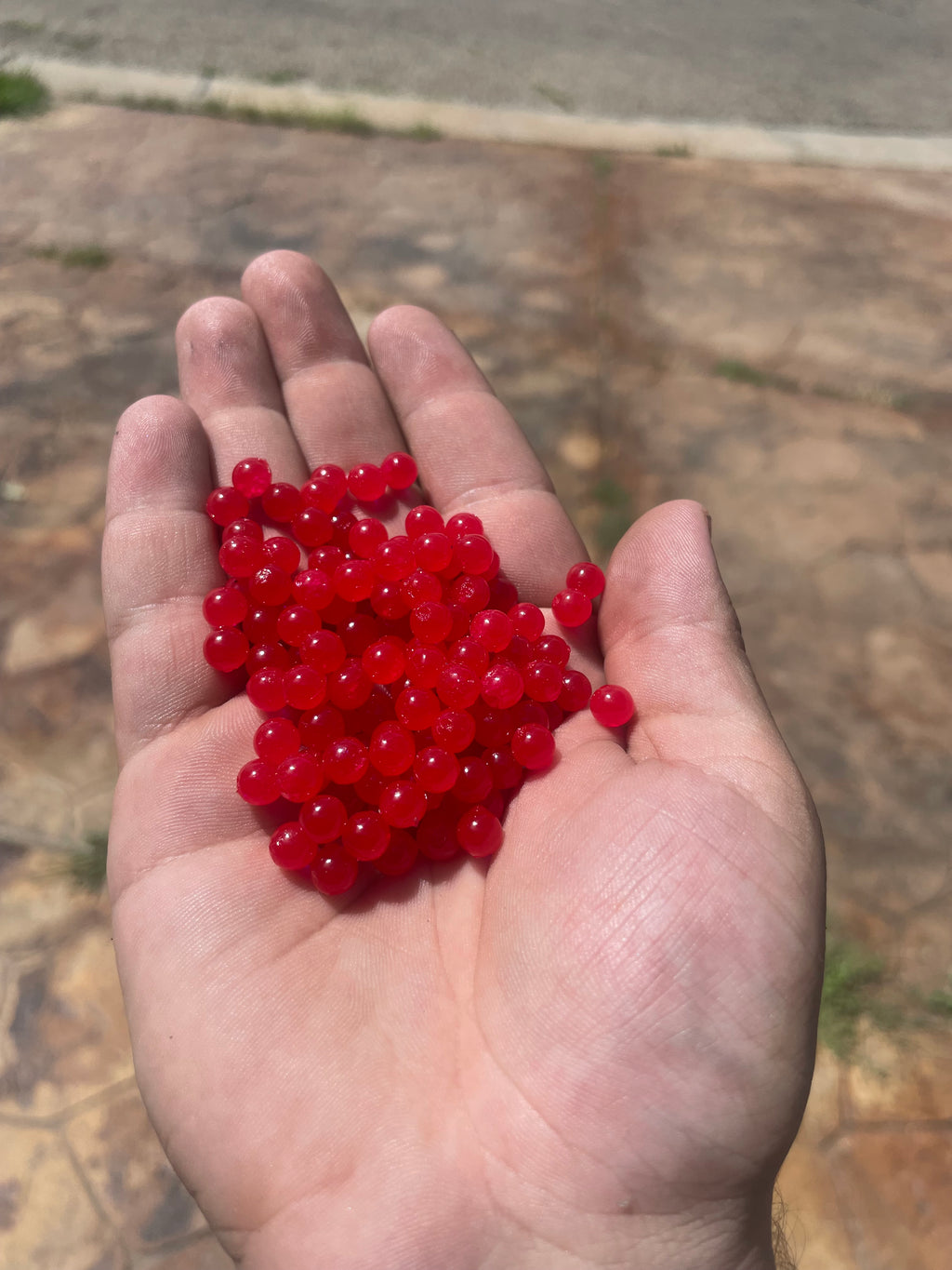 Trout Eggs